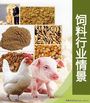 推動中國飼料行業持續發展的策略與展望