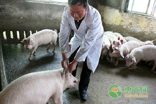 中草藥飼料添加劑 引領畜牧養(yǎng)殖新技術(shù)的綠色變革